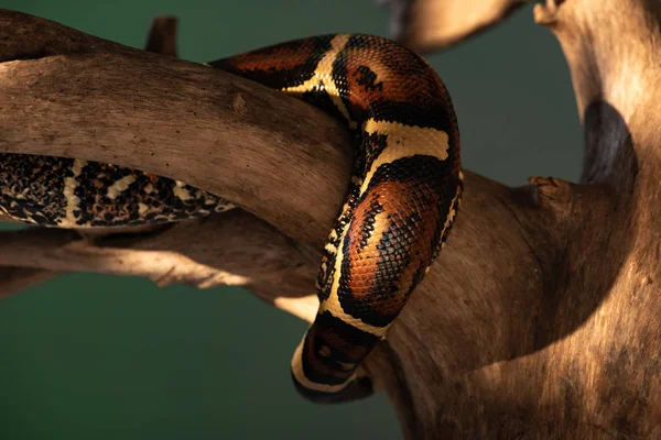 Selective focus of python twisted around snag isolated on grey — Stock Photo