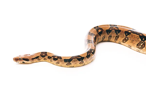 Высокий угол обзора питонской змеи на белом фоне — стоковое фото