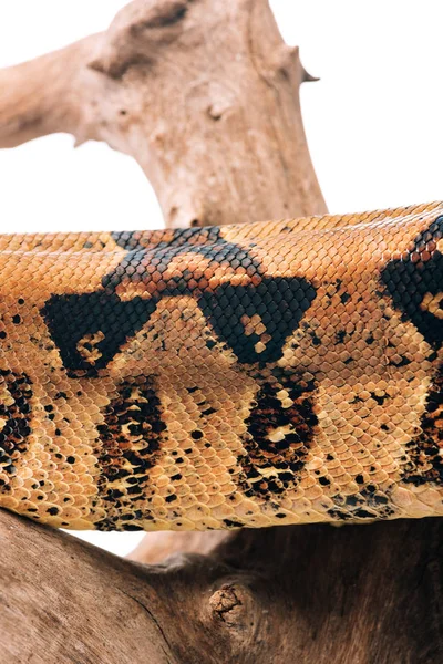 Vista de cerca del patrón en piel de serpiente texturizada en un enganche de madera aislado en blanco - foto de stock