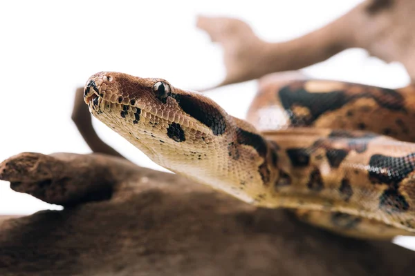 Selektiver Fokus der Python auf Holzbalken isoliert auf weiß — Stockfoto