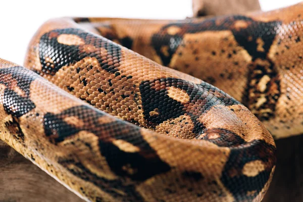 Selective focus of textured python snakeskin on wooden log isolated on white — Stock Photo