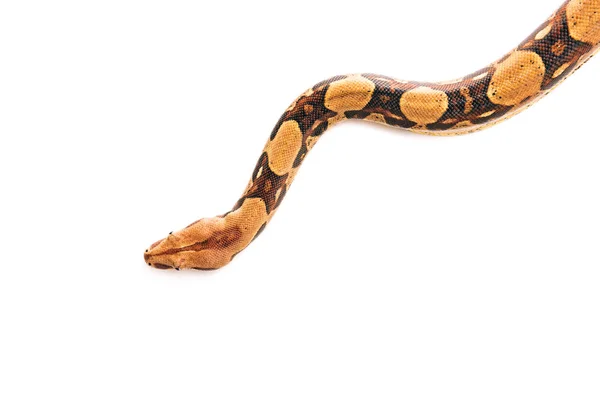 Top view of python isolated on white with copy space — Stock Photo