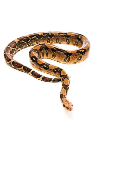 Vue grand angle python tordu d'isolé sur blanc — Photo de stock