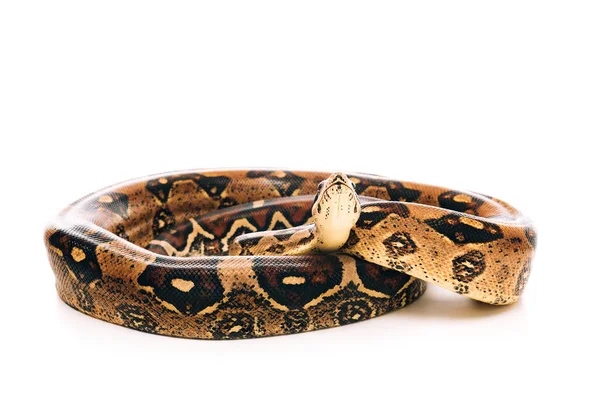 Vue rapprochée du python sur fond blanc — Photo de stock