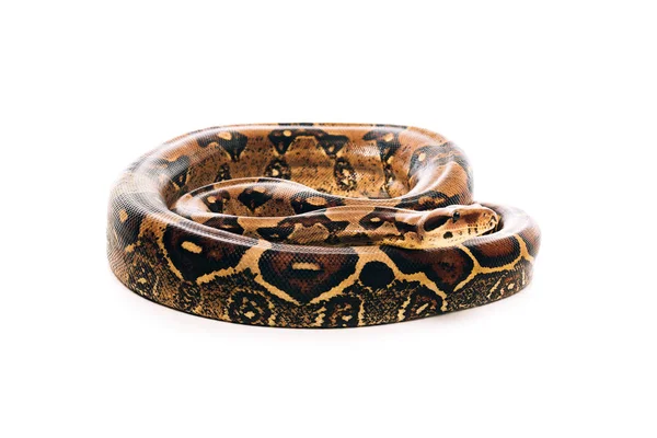 Vue rapprochée du python tordu isolé sur blanc — Photo de stock