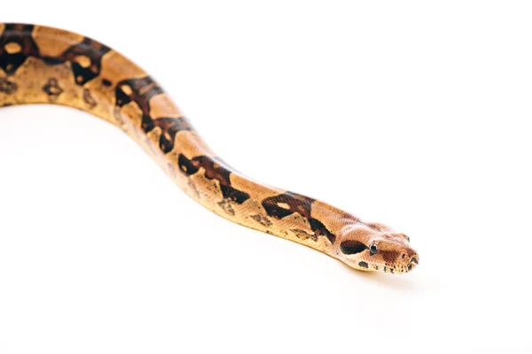 Foco seletivo de python no fundo branco com espaço de cópia — Fotografia de Stock