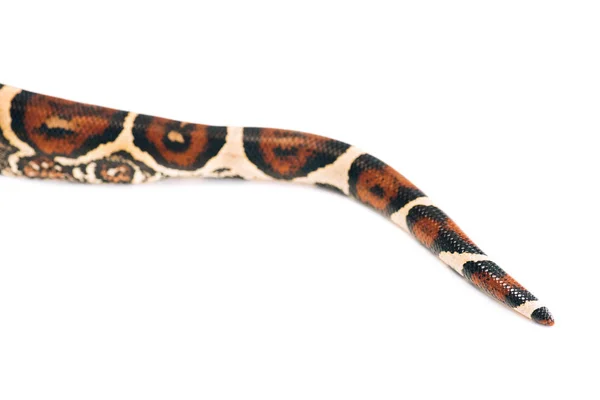 Selective focus of python tail isolated on white — Stock Photo