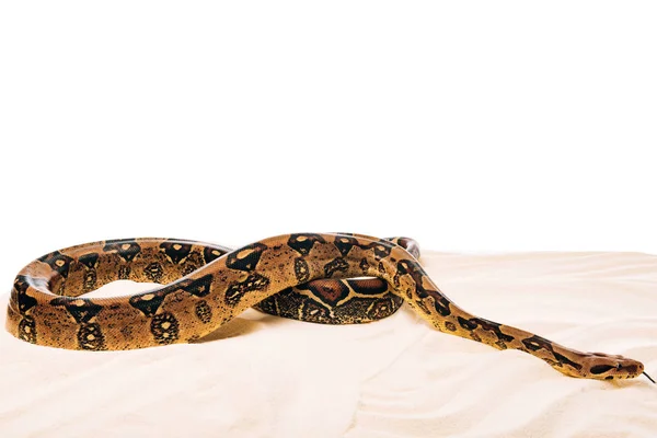 Python na areia no fundo branco com espaço de cópia — Fotografia de Stock