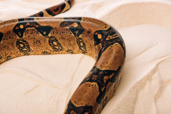 High angle view of python on textured sand — Stock Photo