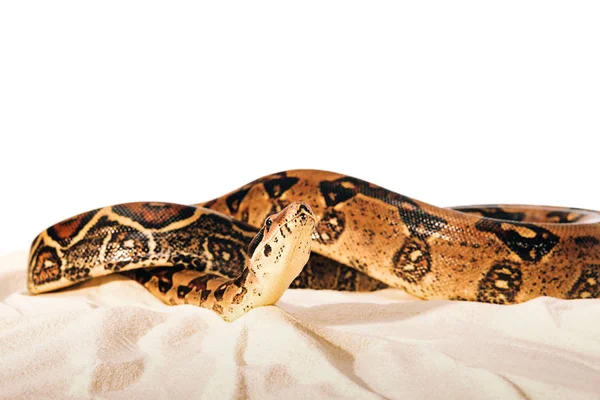 Foco seletivo de python torcido na areia no fundo branco — Fotografia de Stock