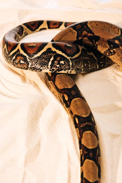 High angle view on pattern on python snakeskin on sand — Stock Photo