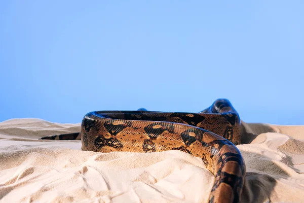 Twisted python on sand on blue background with copy space — Stock Photo