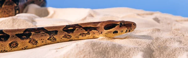 Panoramic shot of python on textured sand on blue background — Stock Photo