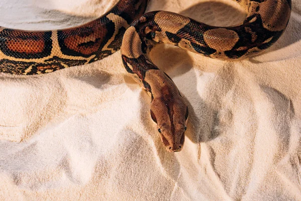 Draufsicht auf verdrehten Python auf Sand — Stockfoto