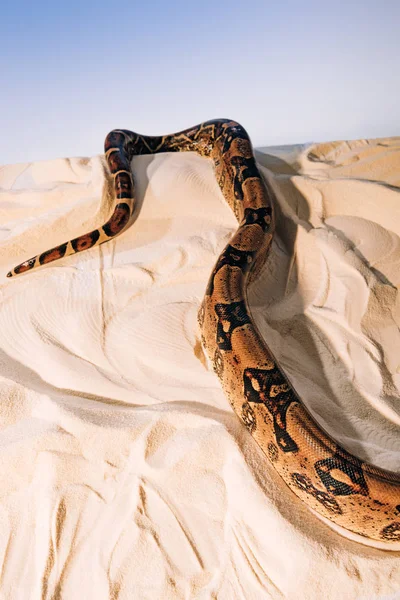 Python sur sable texturé sur fond bleu — Photo de stock