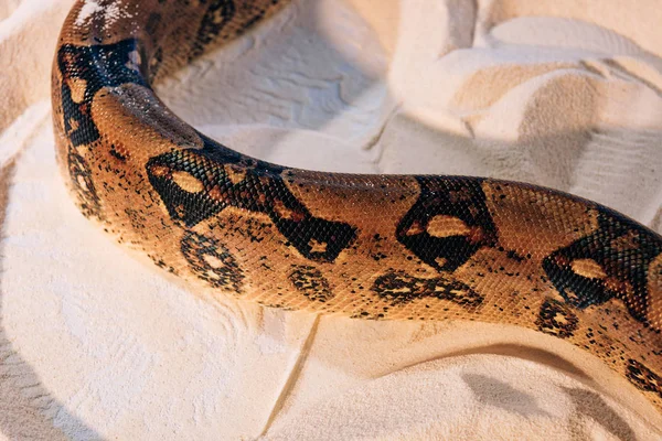 Vista de perto de padrão na pele de cobra python na areia — Fotografia de Stock