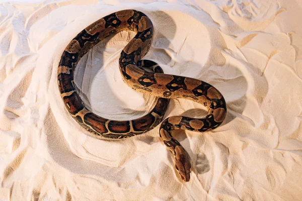Высокий угол обзора питонской змеи на текстурированном песке — стоковое фото
