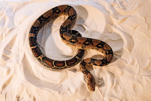 High angle view of python snake on textured sand — Stock Photo