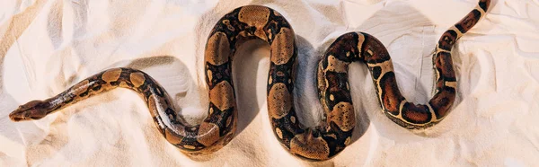 Draufsicht auf verdrehten Python auf Sand, Panoramaaufnahme — Stockfoto