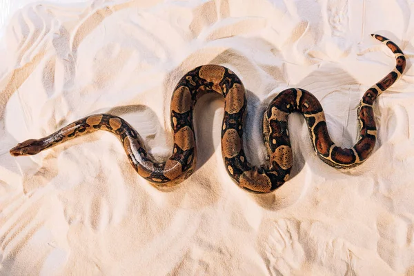 Vue du dessus du python sur sable texturé — Photo de stock