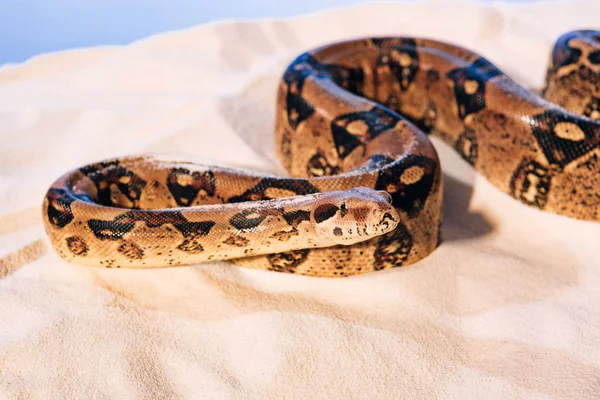 Foco seletivo da cobra na areia no fundo azul — Fotografia de Stock