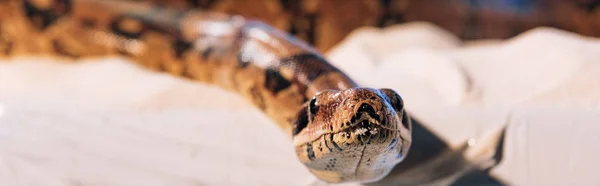 Mise au point sélective de la tête de python sur le sable, prise de vue panoramique — Photo de stock