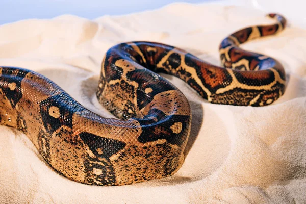 Enfoque selectivo del patrón en piel de serpiente de pitón sobre arena sobre fondo azul - foto de stock