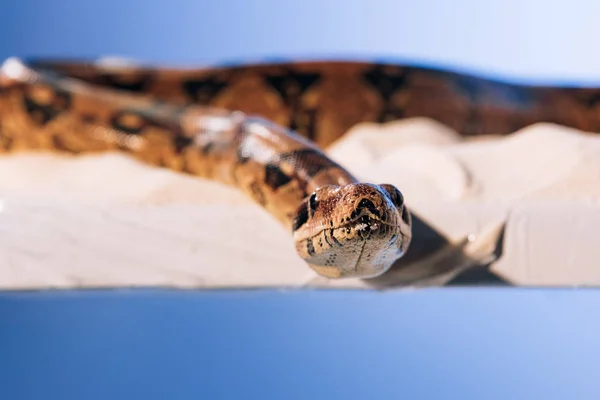 Concentration sélective du serpent sur le sable sur fond bleu — Photo de stock