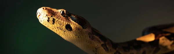 Prise de vue panoramique du python au soleil isolé sur gris — Photo de stock