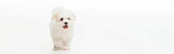 Tiro panorâmico de filhote de cachorro Havanese bonito no fundo branco — Fotografia de Stock