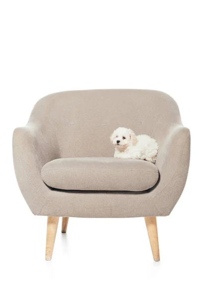 Cute Havanese puppy lying on armchair isolated on white — Stock Photo