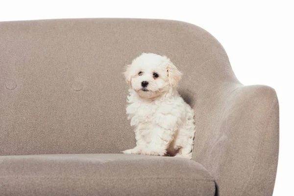 Carino Havanese cucciolo seduto su poltrona isolato su bianco — Foto stock