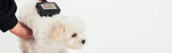 Panoramic shot of woman brushing hair of Havanese puppy isolated on white — Stock Photo