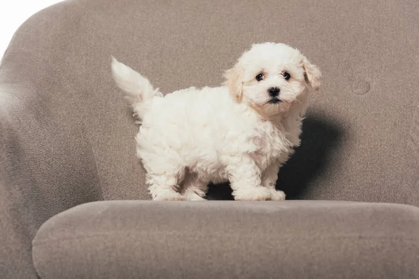 Милый и белый гаванский щенок, стоящий на кресле — стоковое фото