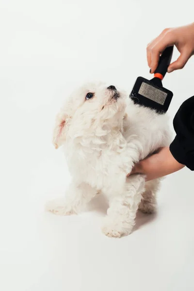 Cropped view of woman brushing hair of Havanese puppy on white background — Stock Photo