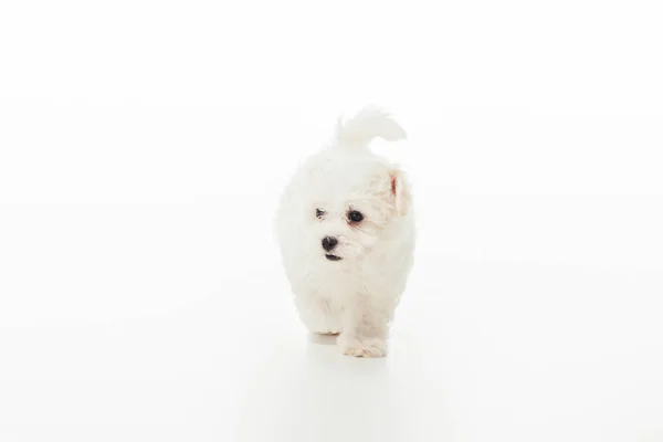 Bonito e branco Havanese filhote de cachorro no fundo branco com espaço de cópia — Fotografia de Stock