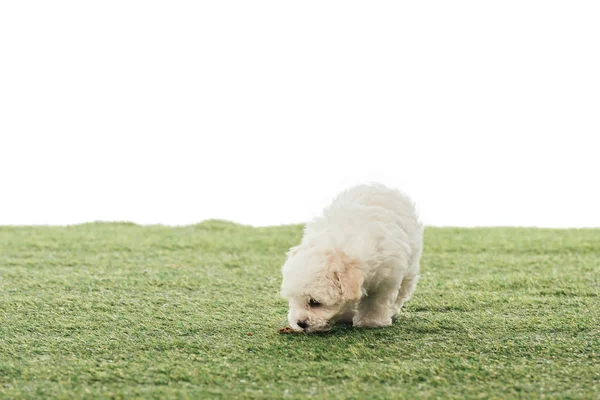 Lindo cachorro Havanese oliendo hierba aislado en blanco — Stock Photo