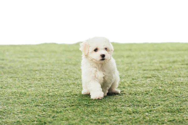 Bonito filhote de cachorro havanês na grama verde isolado no branco — Fotografia de Stock