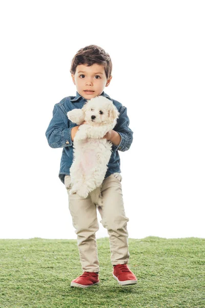 Cute boy holding Havanese puppy and looking at camera isolated on white — Stock Photo