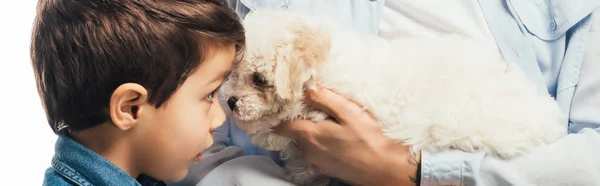 Panoramic shot of woman holding cute Havanese puppy and son looking at it isolated on white — Stock Photo