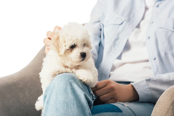 Vista recortada de la mujer acariciando cachorro de Havanese y sentado en sillón aislado en blanco - foto de stock