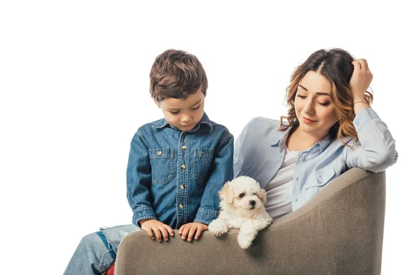 Mutter und Sohn sitzen auf einem Sessel und betrachten den Havaneser Welpen isoliert auf weißem Grund — Stockfoto