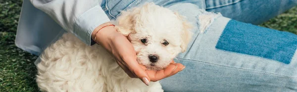 Tiro panorámico de mujer con cachorro de Havanese sentado en la hierba - foto de stock