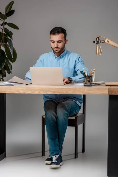 Bearded freelancer using laptop near plant on grey — Stock Photo