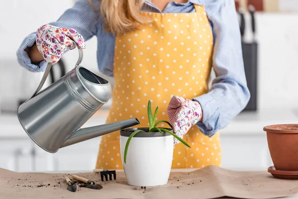 Vista recortada de la mujer en guantes de jardinería regar aloe cerca de la mesa en la cocina — Stock Photo