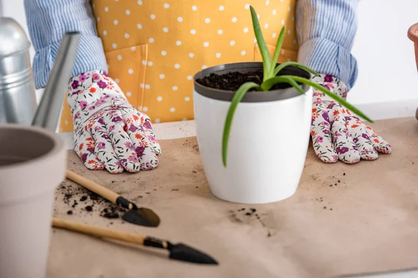 Vista ritagliata della donna vicino vaso da fiori con aloe e attrezzi da giardinaggio sul tavolo in cucina — Foto stock