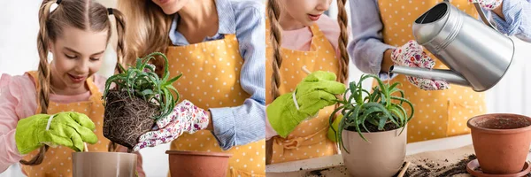 Collage of woman putting aloe with ground to flowerpot and watering plant near daughter with shovel in kitchen, panoramic shot — Stock Photo