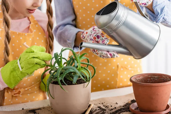 Vista cortada de mulher molhando aloés perto de criança com pá na cozinha — Fotografia de Stock