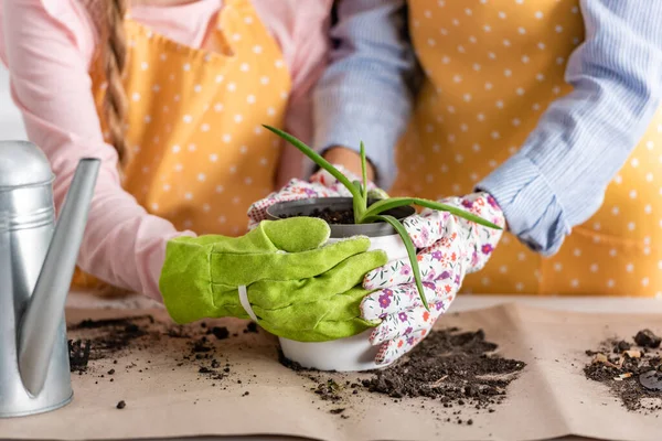 Vue recadrée de la mère et de la fille en gants de jardinage touchant pot de fleurs avec aloès sur la table dans la cuisine — Photo de stock