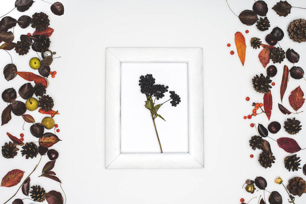 black rowan berries in frame